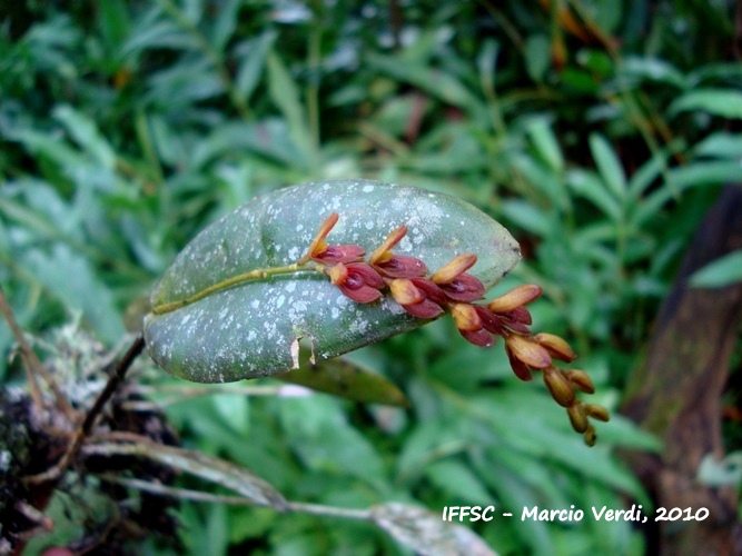 Acianthera macropoda