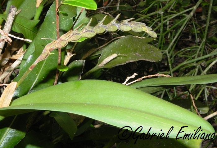 Acianthera saurocephala