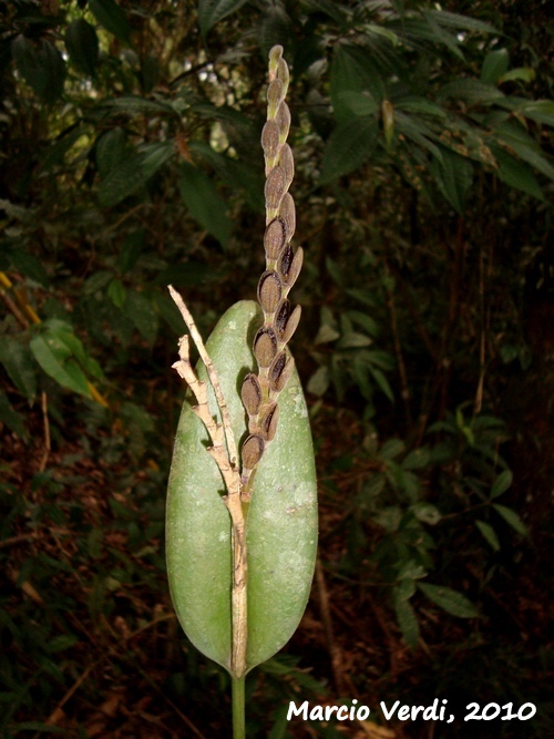 Acianthera saurocephala