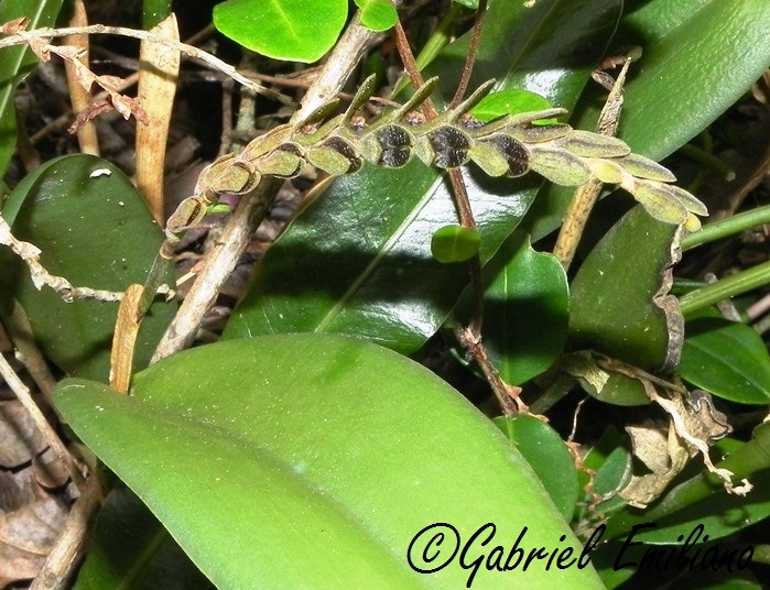 Acianthera saurocephala