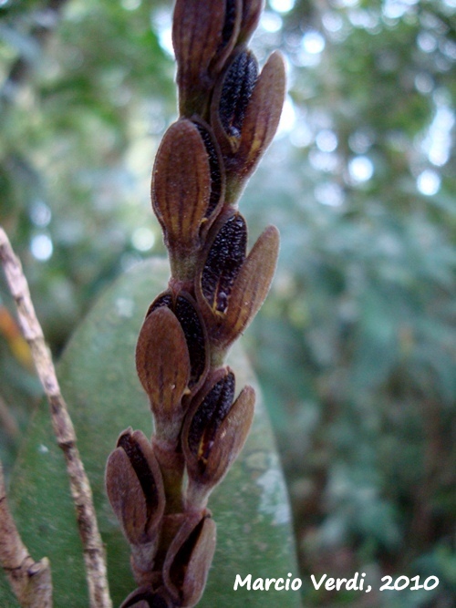 Acianthera saurocephala