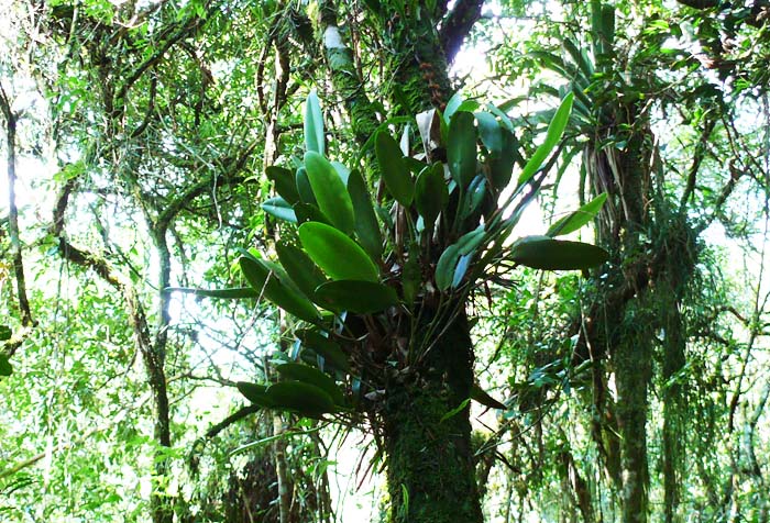 Acianthera saurocephala