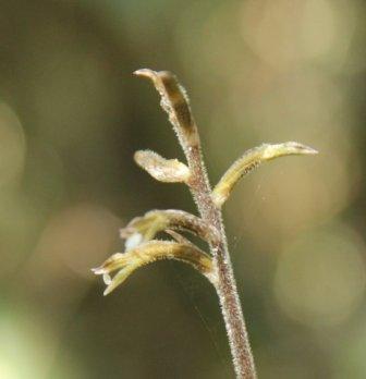 Cyclopogon variegatus