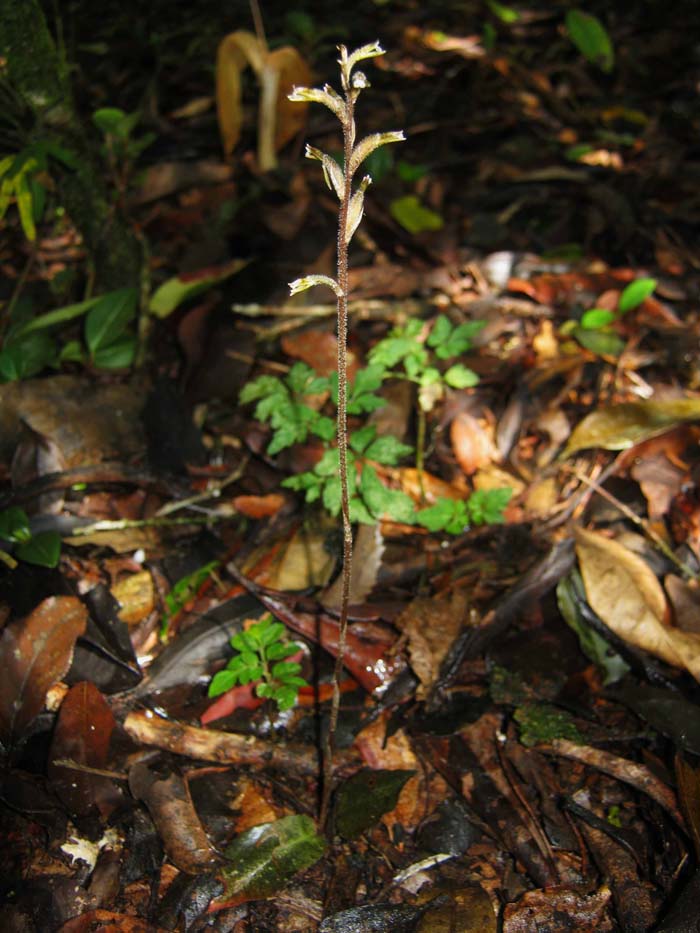 Cyclopogon variegatus