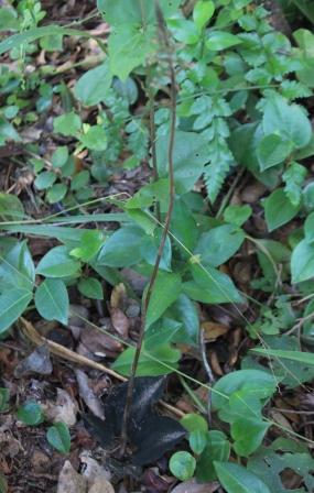 Cyclopogon variegatus