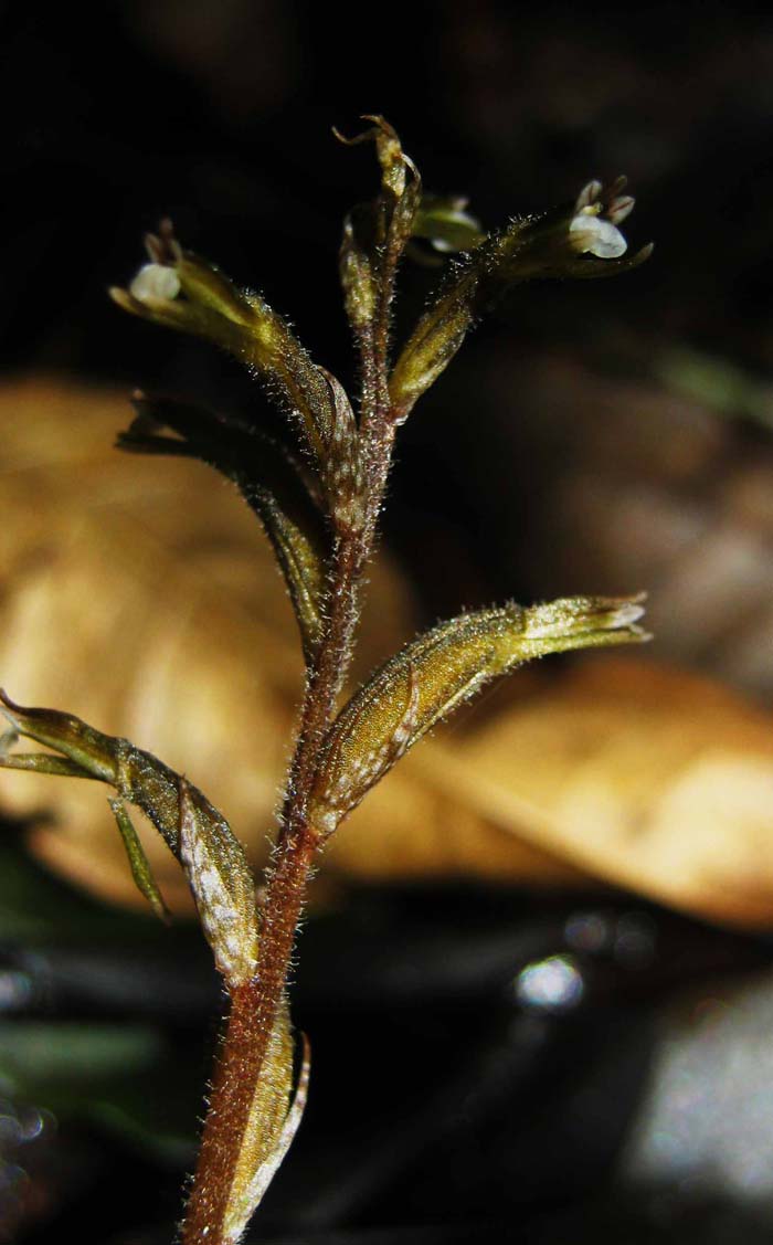 Cyclopogon variegatus