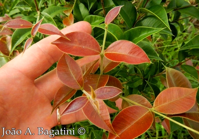 Myrcianthes pungens