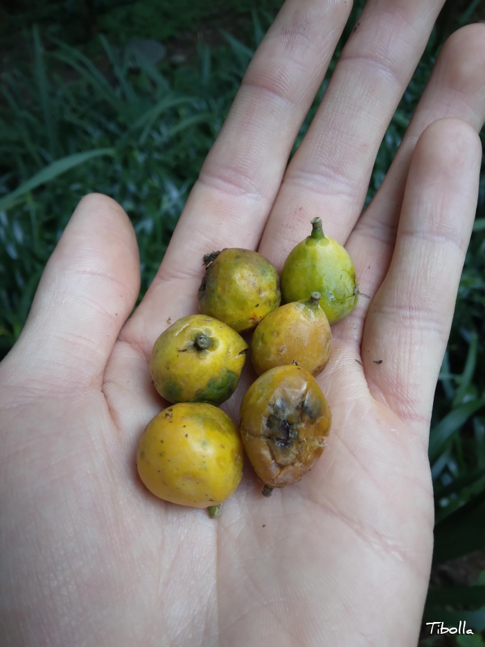 Chrysophyllum gonocarpum