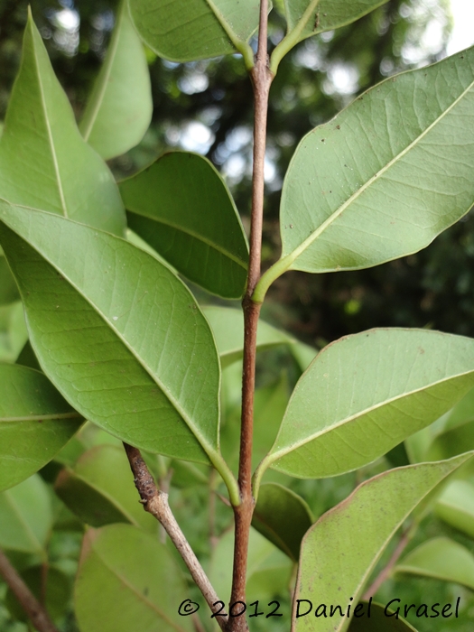 Myrcianthes pungens