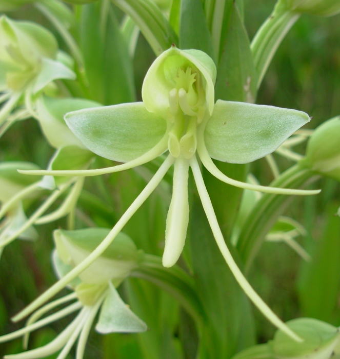 Habenaria johannensis