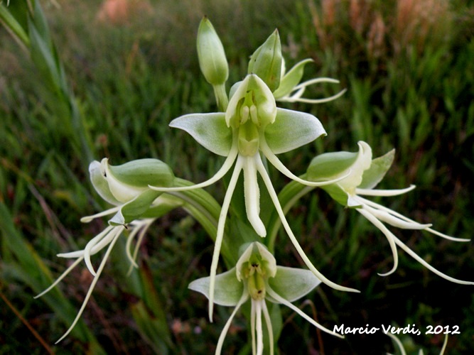 Habenaria johannensis