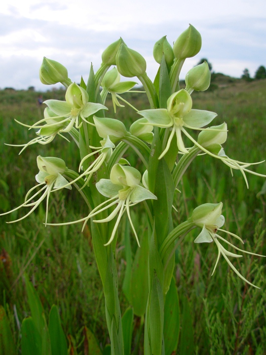 Habenaria johannensis