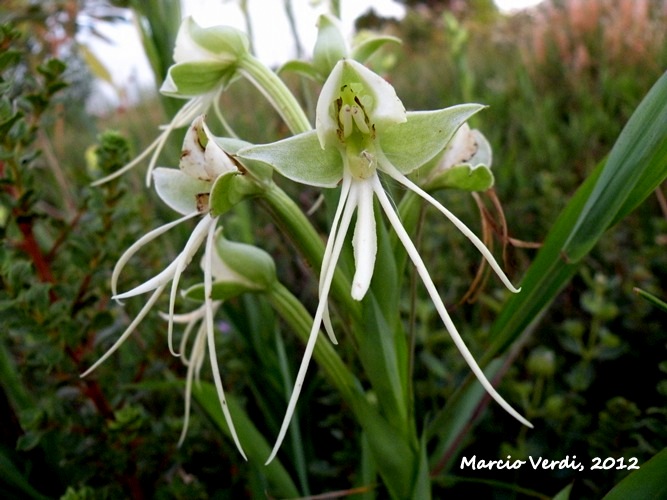 Habenaria johannensis