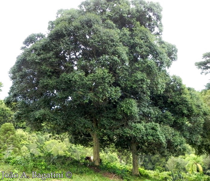 Myrcianthes pungens