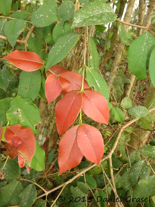 Myrcianthes pungens