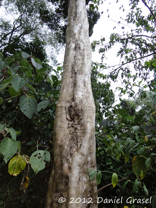 Myrcianthes pungens