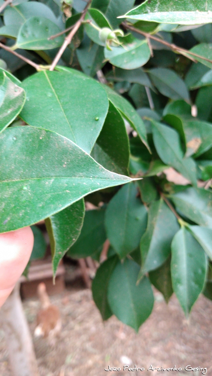 Myrcianthes pungens