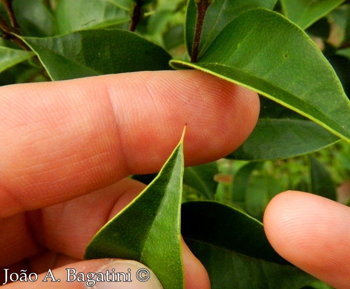 Myrcianthes pungens