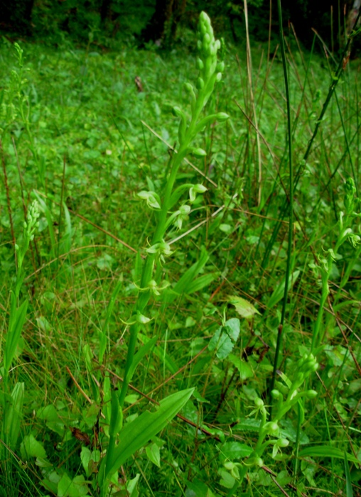 Habenaria repens