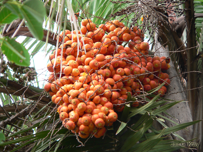 Butia capitata