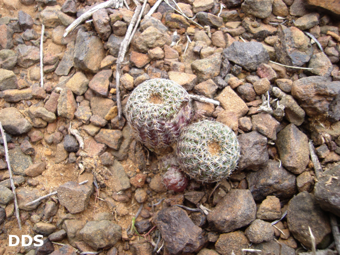 Frailea pygmaea subsp. albicolumnaris