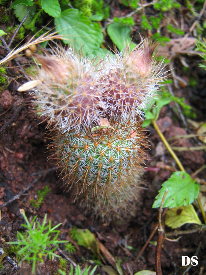 Frailea gracillima subsp. horstii