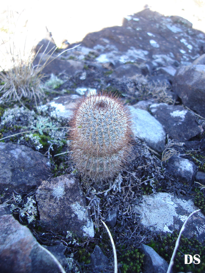 Frailea gracillima subsp. horstii