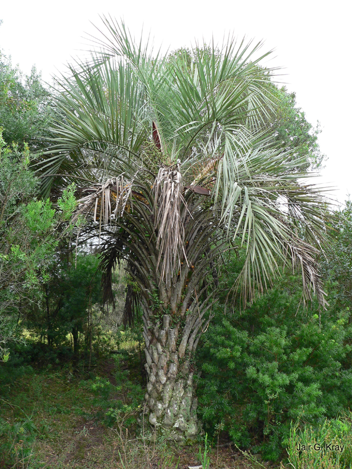 Butia capitata