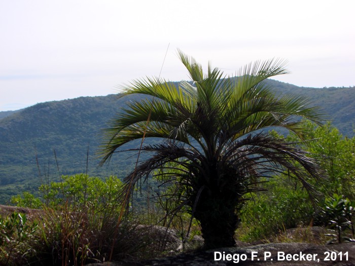 Butia capitata