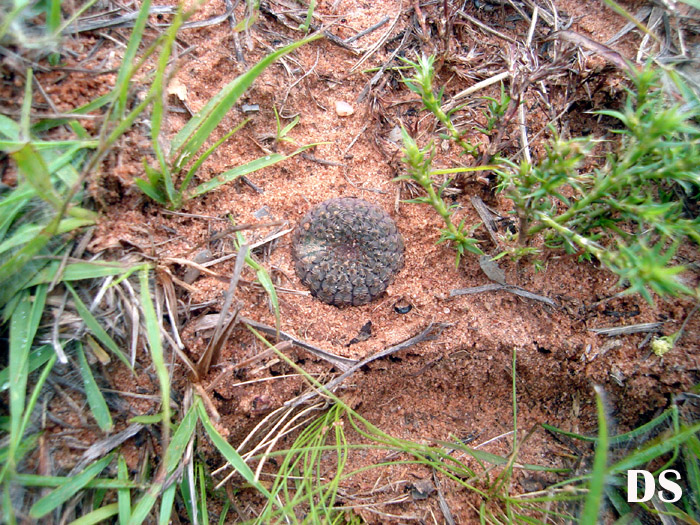 Frailea cataphracta