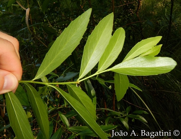 Quillaja brasiliensis