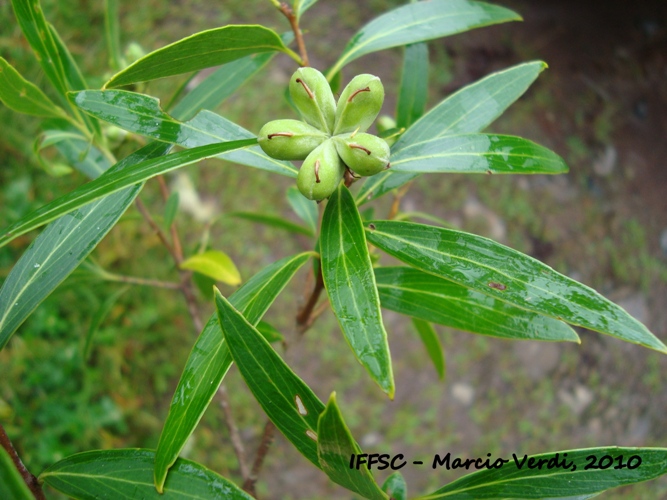 Quillaja brasiliensis