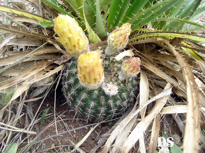 Parodia curvispina