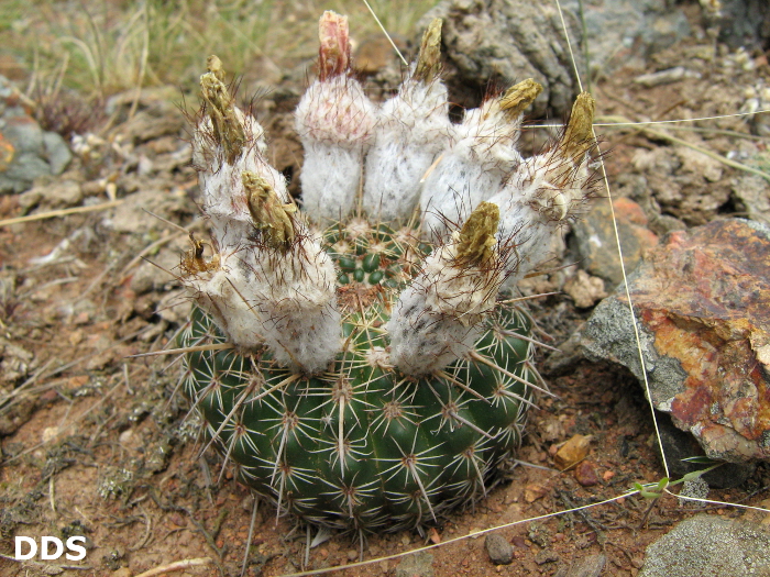 Parodia curvispina