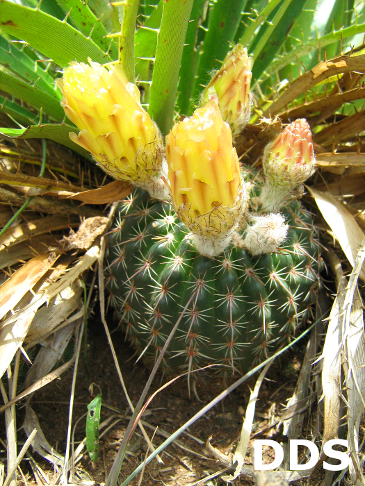 Parodia curvispina