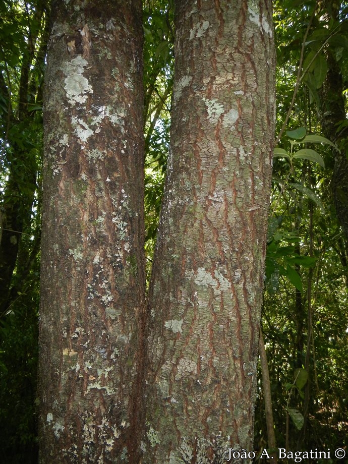 Quillaja brasiliensis