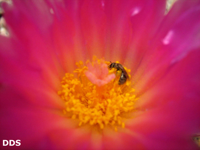 Parodia herteri