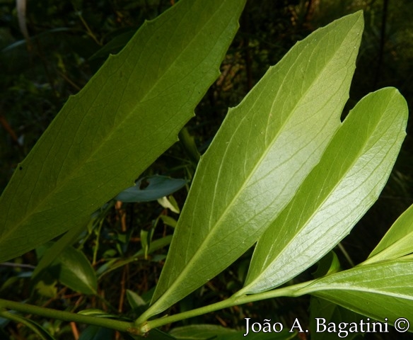 Quillaja brasiliensis