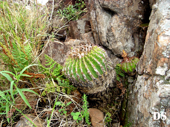 Parodia herteri