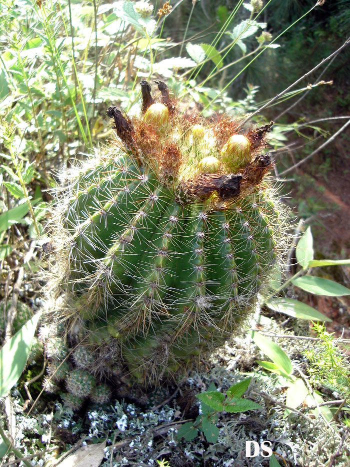 Parodia muricata