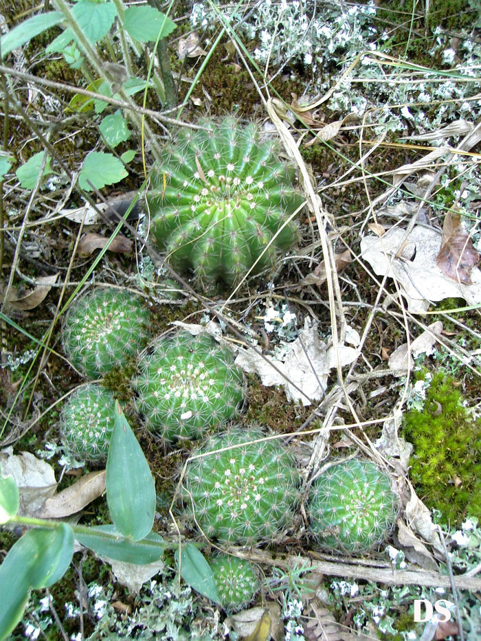 Parodia muricata