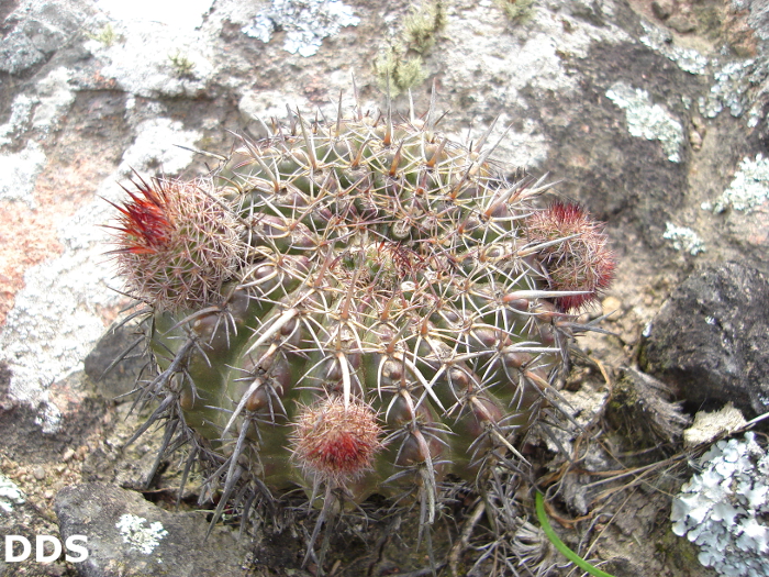 Parodia maldonadensis