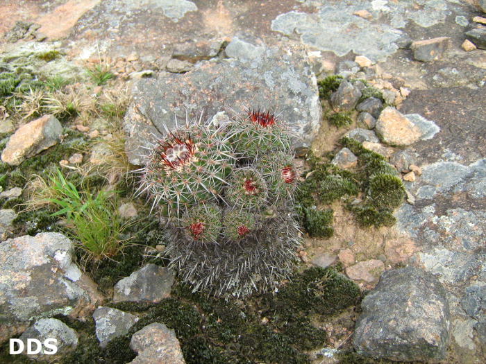 Parodia maldonadensis