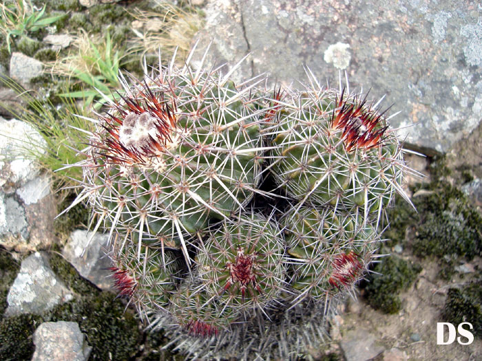 Parodia maldonadensis