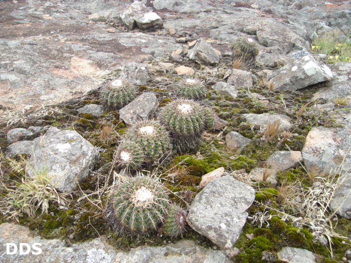 Parodia maldonadensis