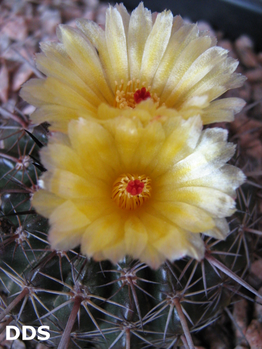 Parodia maldonadensis