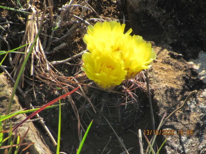 Parodia maldonadensis