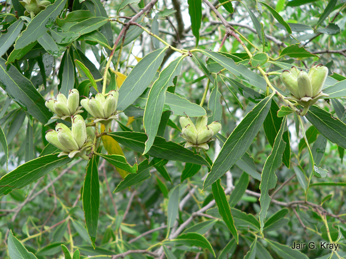 Quillaja brasiliensis