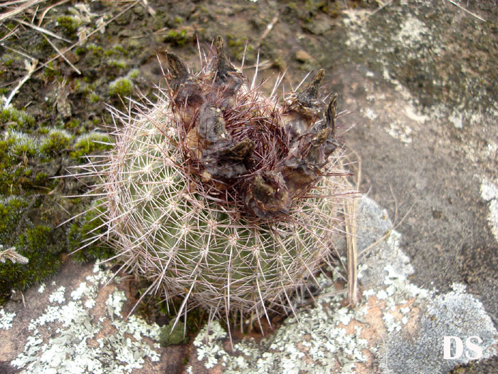 Parodia fusca