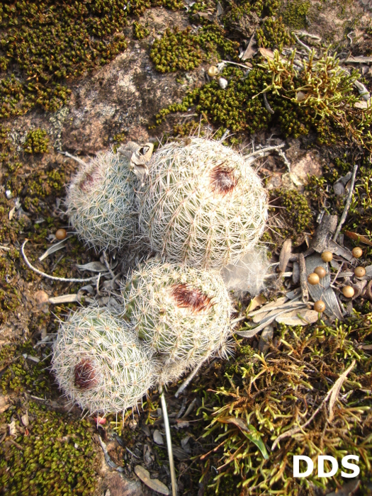 Parodia nothorauschii